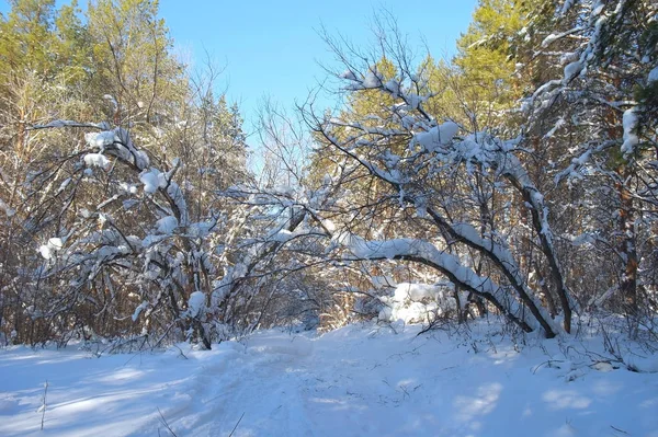 Paisagem Inverno Floresta Com Pinheiros Após Queda Neve Noite — Fotografia de Stock