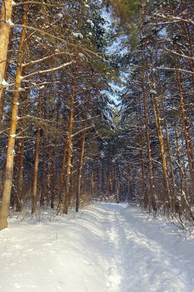 Paisagem Inverno Floresta Com Pinheiros Após Queda Neve Noite — Fotografia de Stock