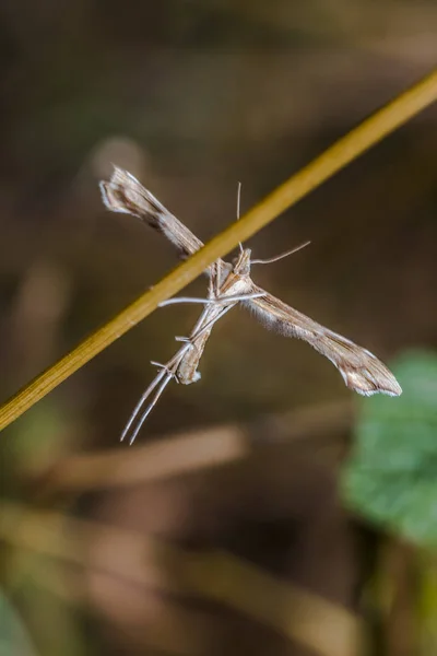 Moth Piór Ostrzu Trawy — Zdjęcie stockowe