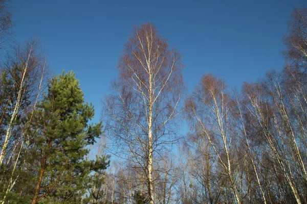 Birkenkronen Winter — Stock Photo, Image