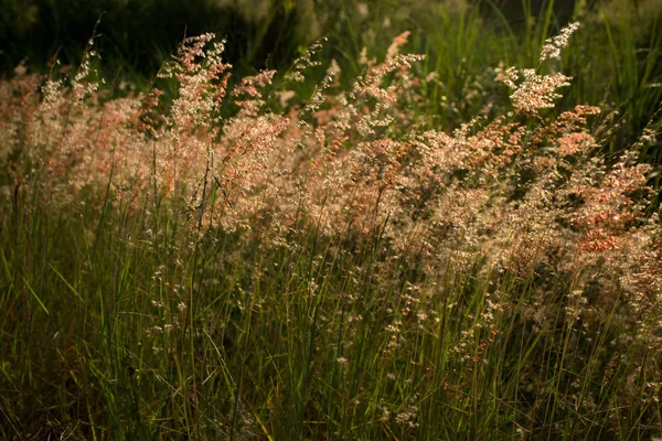 Grass Field Standing Side Way — Stock Photo, Image