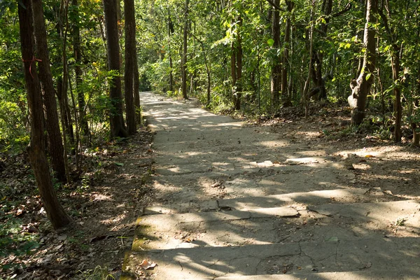 Los Caminos Piedra Caminan Por Bosque — Foto de Stock