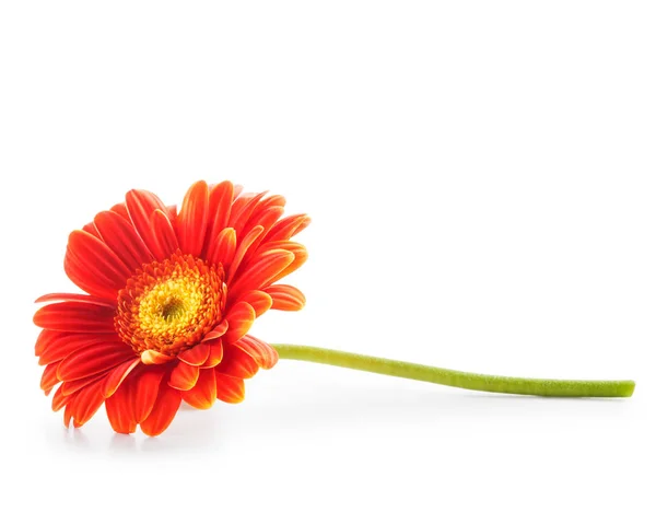 Gerbera Százszorszép Virág Elszigetelt Fehér Háttérrel Tervező Elem Egyetlen Tárgy — Stock Fotó
