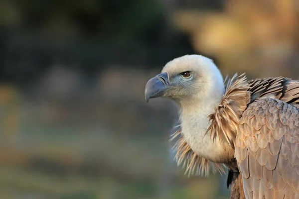 Porträt Eines Jungen Gänsegeiers Gyps Fulvus — Stockfoto