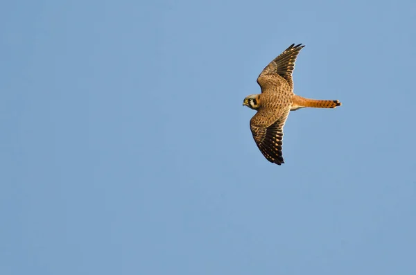 American Kestrel Voando Céu Azul — Fotografia de Stock