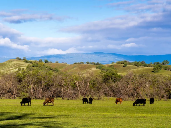 Ganado Campo Libre Pastando Cerca Bosques Robles Norte California —  Fotos de Stock