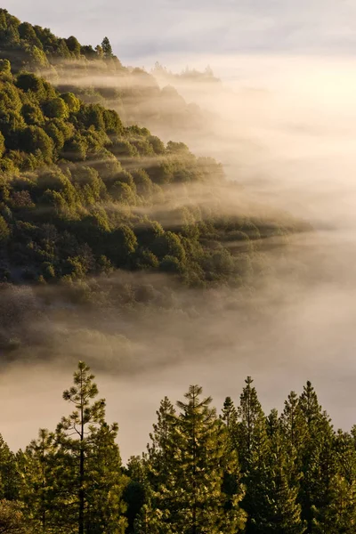Foresta Pini Abeti Con Nebbia Trasparente Sole California — Foto Stock