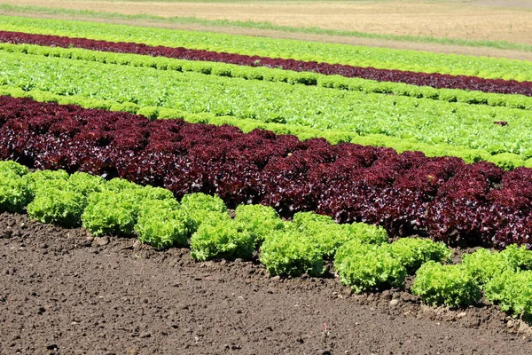 Saladeveld Zomer Duitsland — Stockfoto
