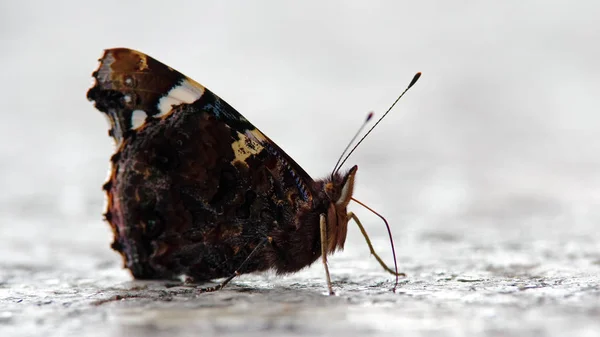 Nahaufnahme Von Schönen Bunten Schmetterling — Stockfoto