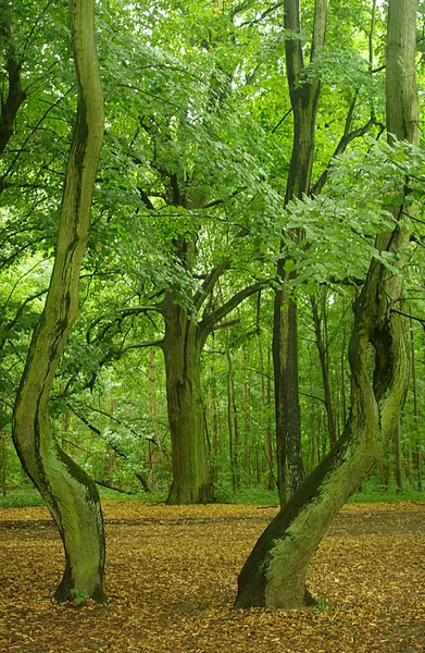 Bizarre Arbres Courbés Forêt Ouverte — Photo