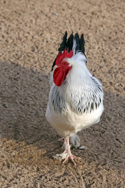 Aves Domésticas Granja —  Fotos de Stock