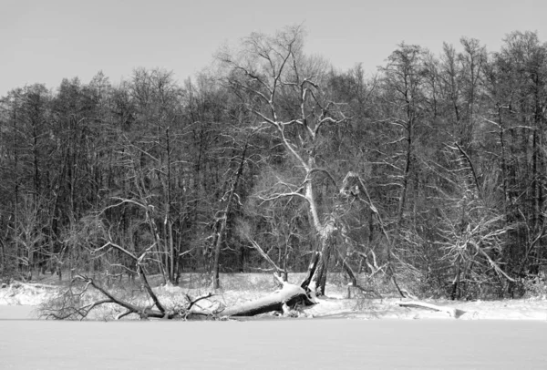 Floresta Inverno Árvores Cobertas Neve — Fotografia de Stock