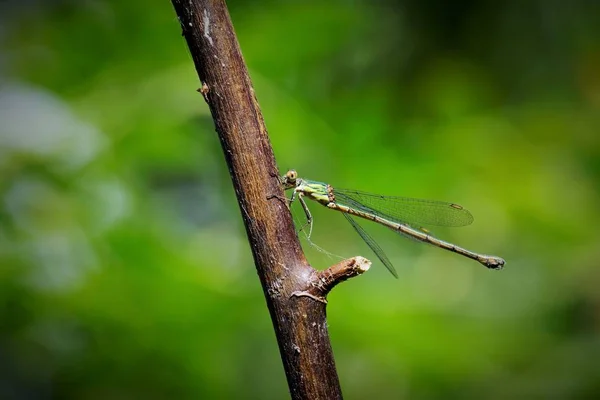 Libelle Een Tak — Stockfoto