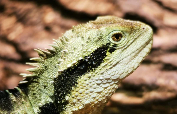 Dragão Aquático Australiano Physignathus Lesueurii — Fotografia de Stock