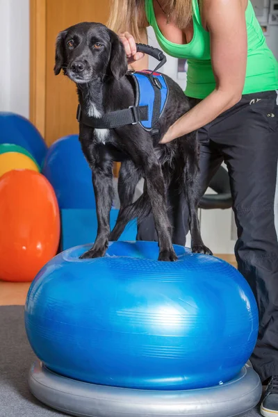 Cão Fisioterapia — Fotografia de Stock