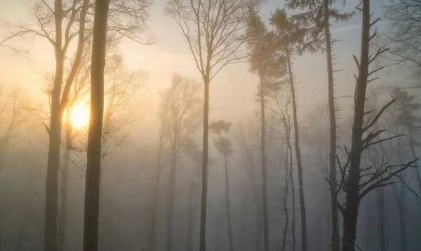 Köd Erdőben — Stock Fotó