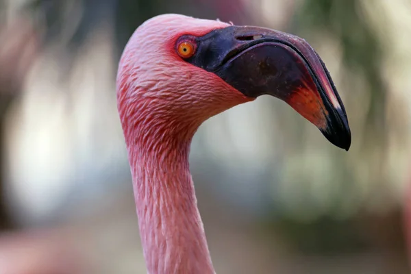 Menor Flamingo Fundo Pássaro Natural — Fotografia de Stock