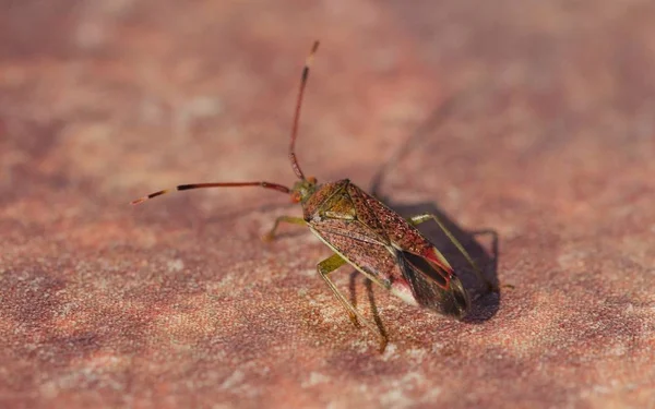 Insekt Erlen Gastiert Pantilius Tunicatus — Stockfoto