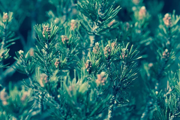 Close Alpine Mountain Pine Abstract — Stock Photo, Image