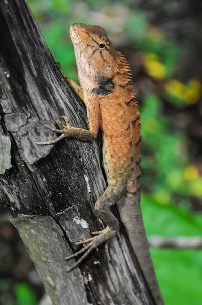 Exotický Ještěří Had Chameleon — Stock fotografie