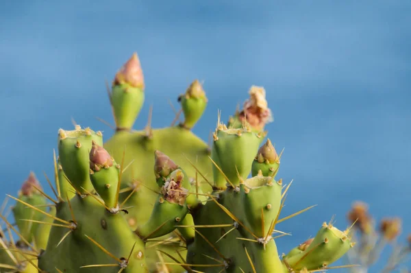 Planta Verde Tropical Cactos Suculentos — Fotografia de Stock