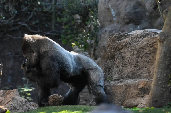 霊長類動物ゴリラ猿猿 — ストック写真