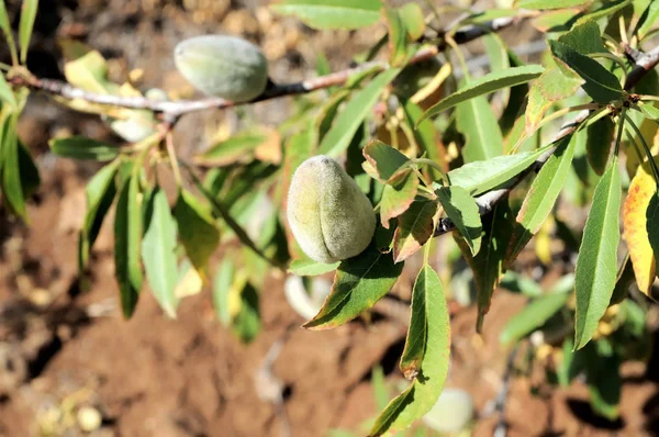 Dojrzałe Mango Drzewie — Zdjęcie stockowe