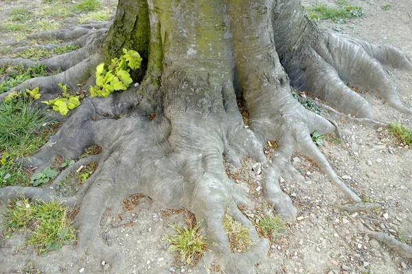 Vacker Utsikt Över Naturen — Stockfoto