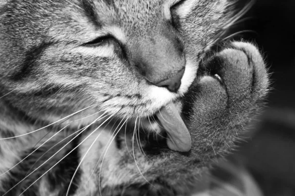 Hazai Macska Nyalja Magát Nyelvével Élvezi Mancsok Tiszta Közelkép — Stock Fotó