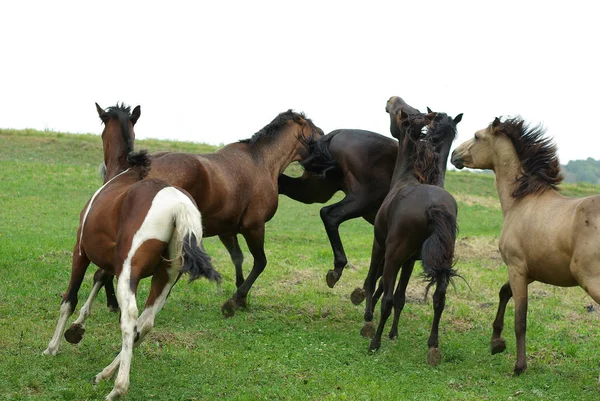 Animal Granja Raza Pura Caballo Campo — Foto de Stock