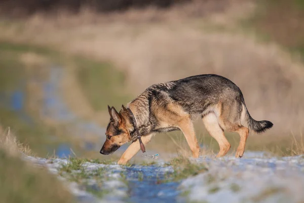 Câine Ciobănesc German Animal Companie — Fotografie, imagine de stoc