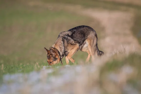Duitse Herder Hond Dier Huisdier — Stockfoto