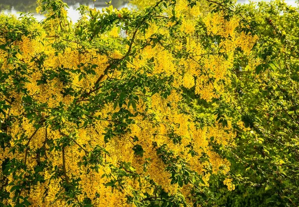 Norsko Přírodním Pozadí — Stock fotografie