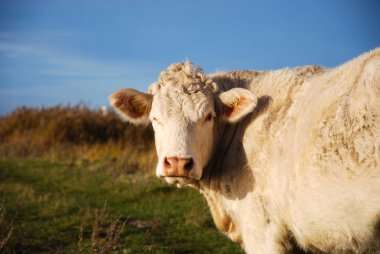 Close up of a white sunlit cow with natural background in fall colors clipart
