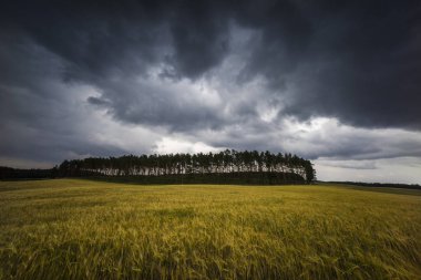abziehendes storm over a field,cultural landscapes,light grain,dark,bizarre clouds clipart
