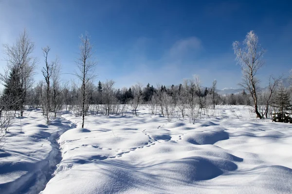 Winterlandschap Met Besneeuwde Bomen — Stockfoto