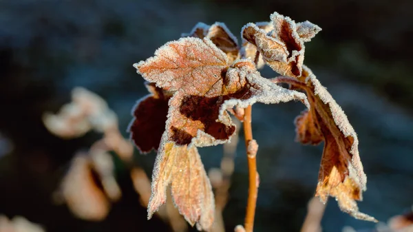Замерзшие Листья Осенним Морозным Утром Октябре — стоковое фото