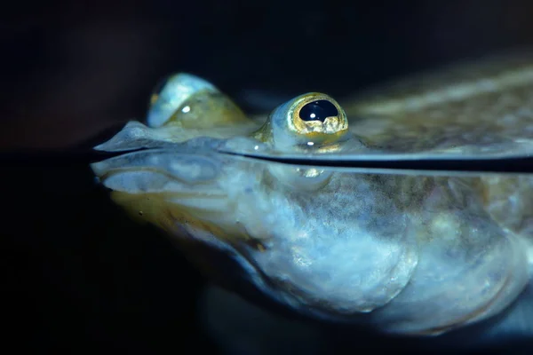 Animal Anfibio Reptil Rana — Foto de Stock