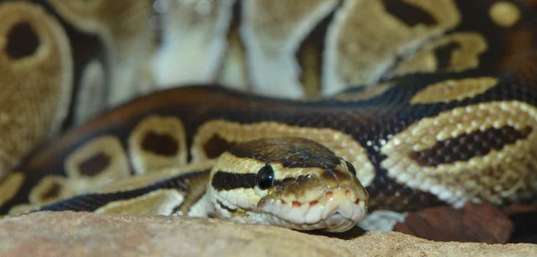 Cobra Perigosa Predador Réptil Cobra — Fotografia de Stock