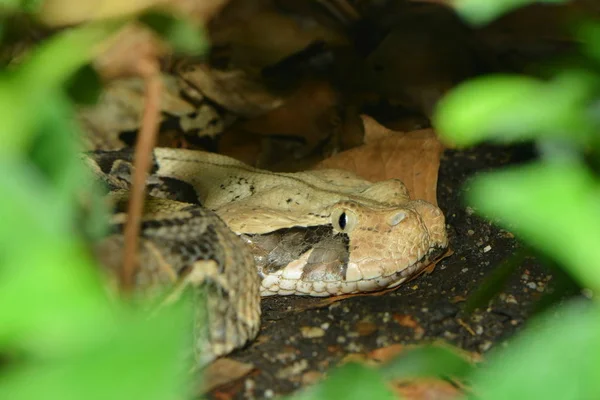 Primer Plano Una Rana Bosque — Foto de Stock