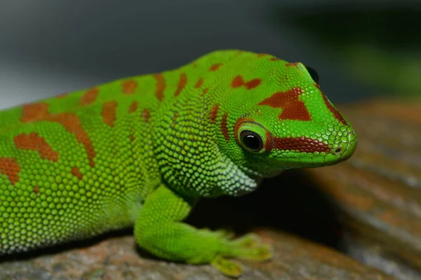 Lagarto Reptil Tropical — Foto de Stock