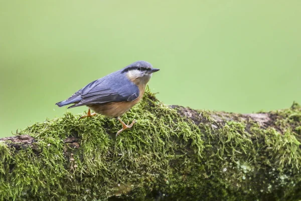 Scenic View Beautiful Nuthatch Bird — Stock Photo, Image