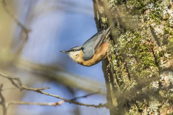 Vista Cênica Belo Pássaro Nuthatch — Fotografia de Stock