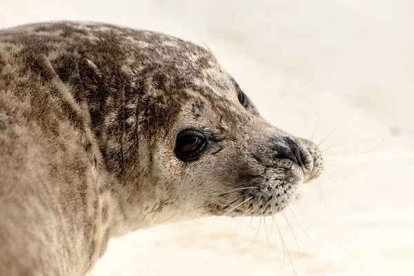 Seahund Plaży — Zdjęcie stockowe