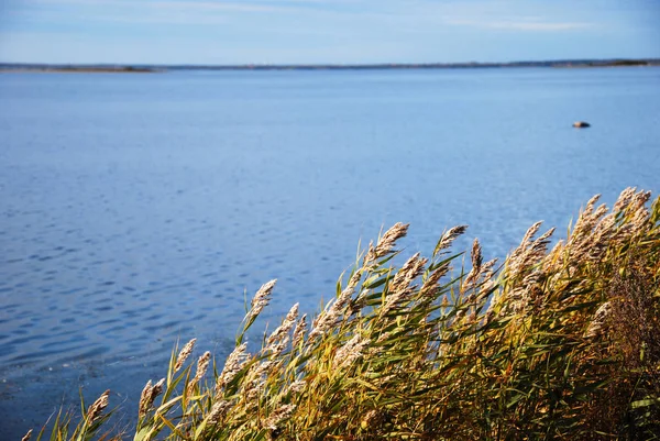 Barevné Rákosí Podzim Modré Vody Švédském Ostrově Oland — Stock fotografie