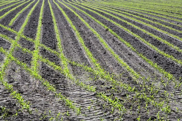 Kukorica Szántóföldi Növények Mezőgazdasági Ültetvények — Stock Fotó