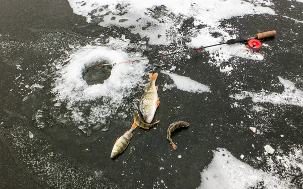 Pesca Invierno Primer Hielo Para Perca — Foto de Stock