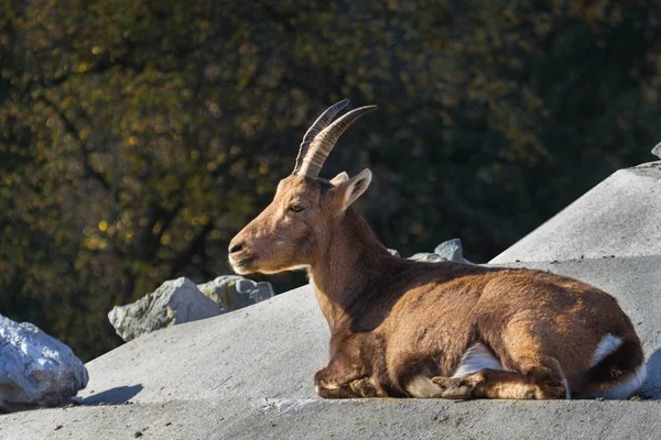 Alpiene Stenige Buck Gesel — Stockfoto