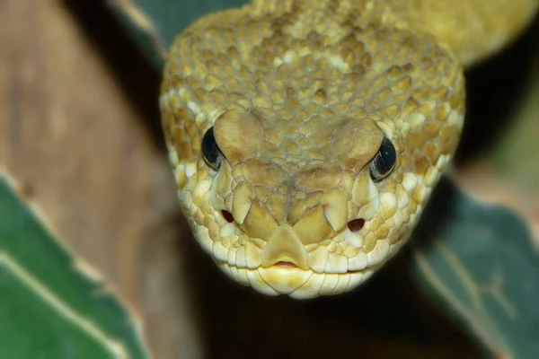 Serpiente Cascabel Serpiente Venenosa Animal — Foto de Stock