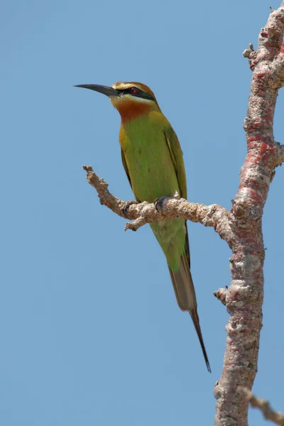 Vacker Utsikt Över Vacker Fågel Naturen — Stockfoto